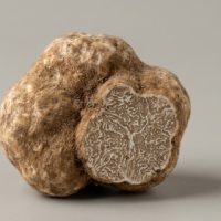 Tartufo bianchetto (Tuber Borchil)