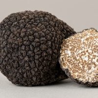 Tartufo nero scorzone (Tuber Eastivum)